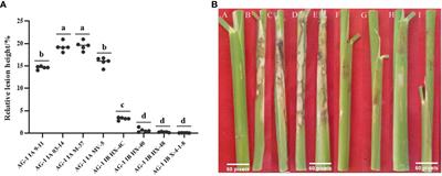 Identification of the toxin components of Rhizoctonia solani AG1-IA and its destructive effect on plant cell membrane structure